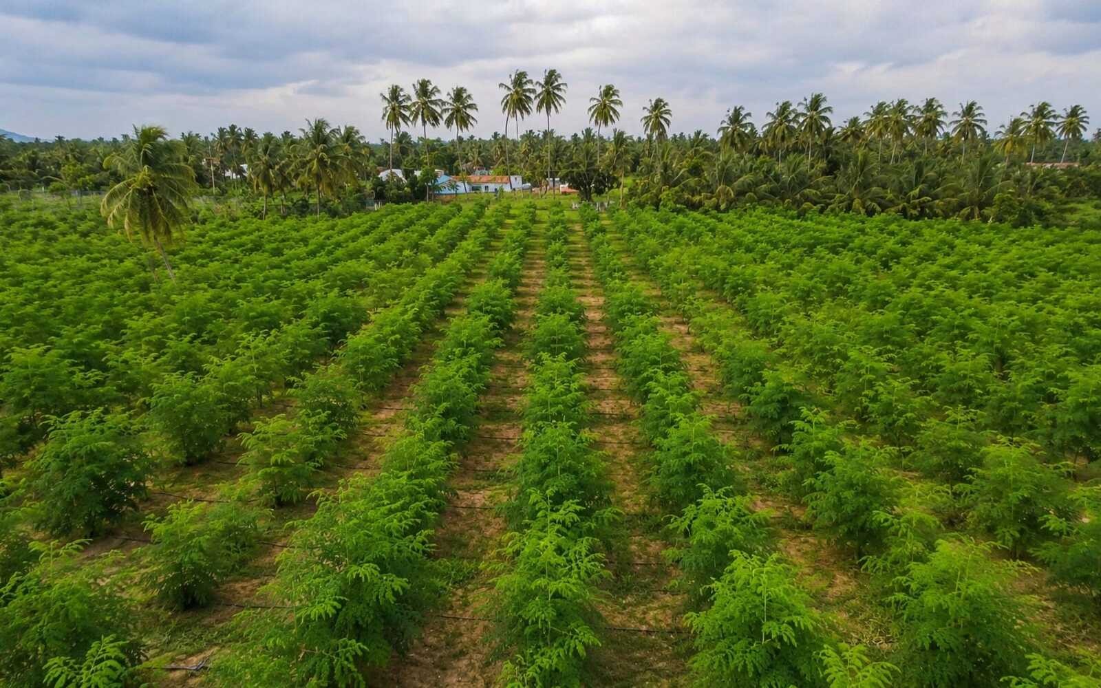 Freshlen Organic estate