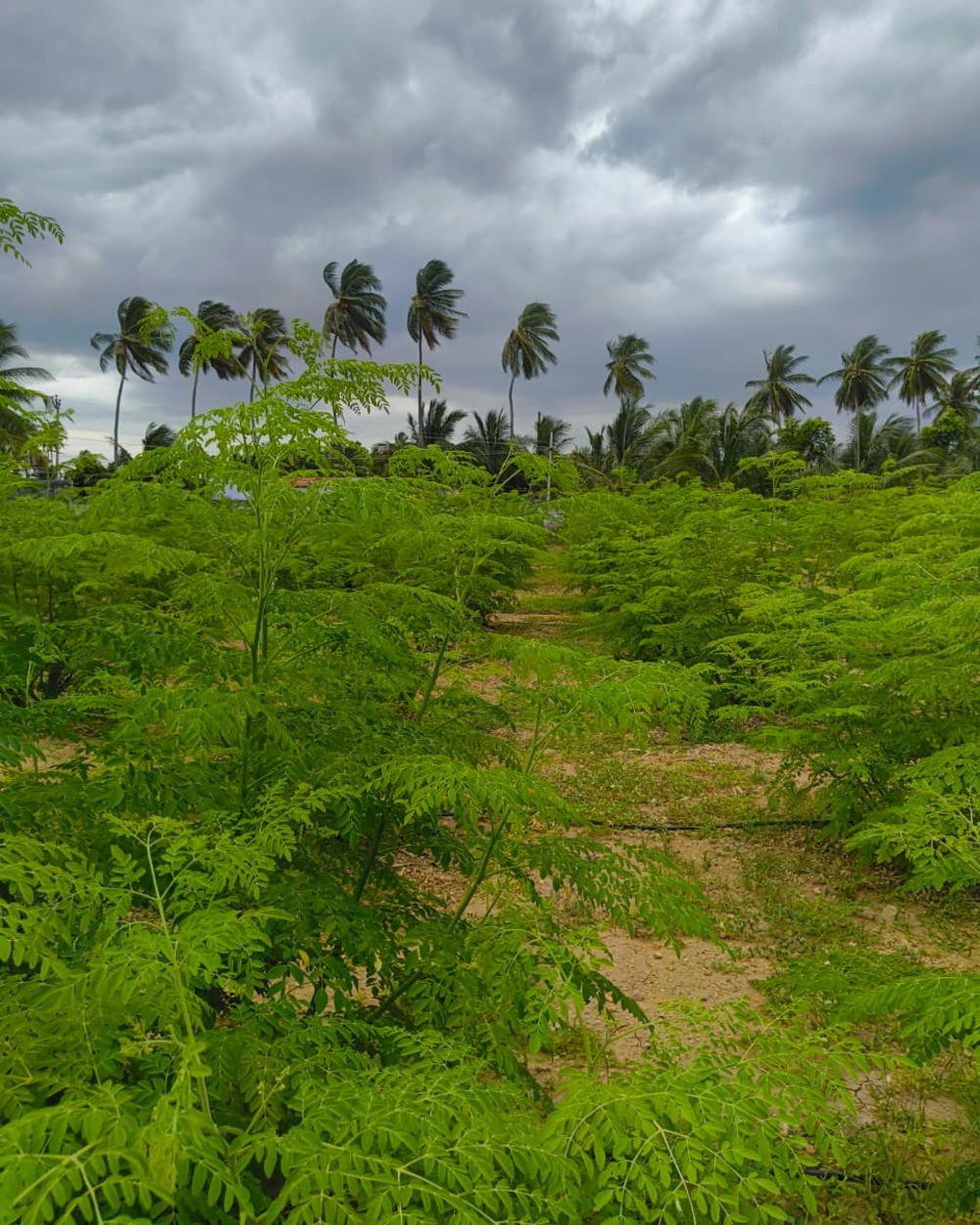 Moringa estate fieldwork